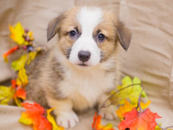 Pembroke Welsh Corgi DOG Male Sable and White 12992 Petland Wichita, Kansas