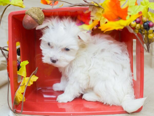 Maltese DOG Male White 12991 Petland Wichita, Kansas