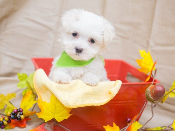 Maltese DOG Male White 12990 Petland Wichita, Kansas