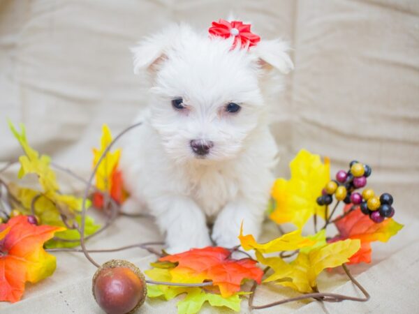 Maltese DOG Female White 12989 Petland Wichita, Kansas