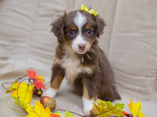 Miniature Australian Shepherd DOG Female Red Tri 12988 Petland Wichita, Kansas