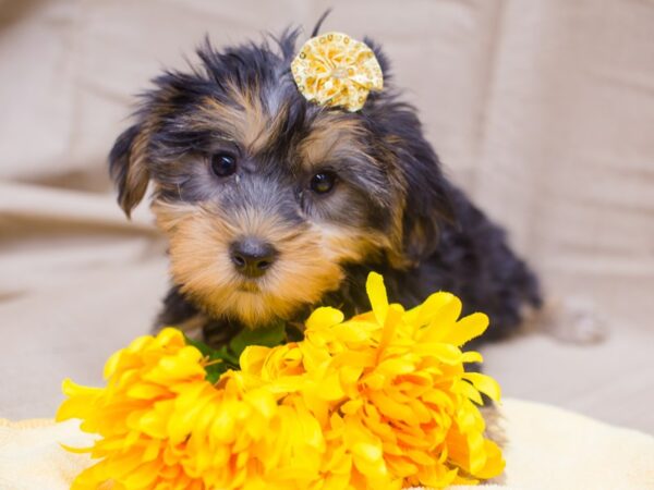 Yorkshire Terrier DOG Female Black and Tan 12987 Petland Wichita, Kansas