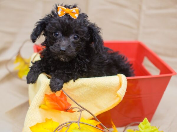 Toy Poodle DOG Female Black 12986 Petland Wichita, Kansas