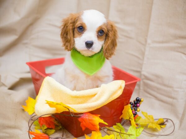 Cavalier King Charles Spaniel DOG Male Blenheim 12985 Petland Wichita, Kansas