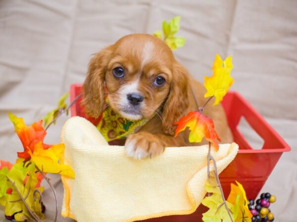 Cavalier King Charles Spaniel DOG Female Ruby 12984 Petland Wichita, Kansas