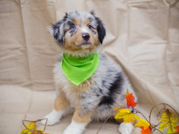 Miniature Australian Shepherd DOG Male Blue Merle 12979 Petland Wichita, Kansas