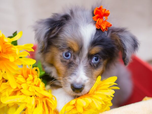 Miniature Australian Shepherd DOG Female Blue Merle 12980 Petland Wichita, Kansas