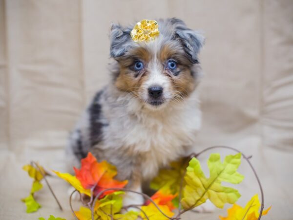 Miniature Australian Shepherd DOG Female Blue Merle 12981 Petland Wichita, Kansas