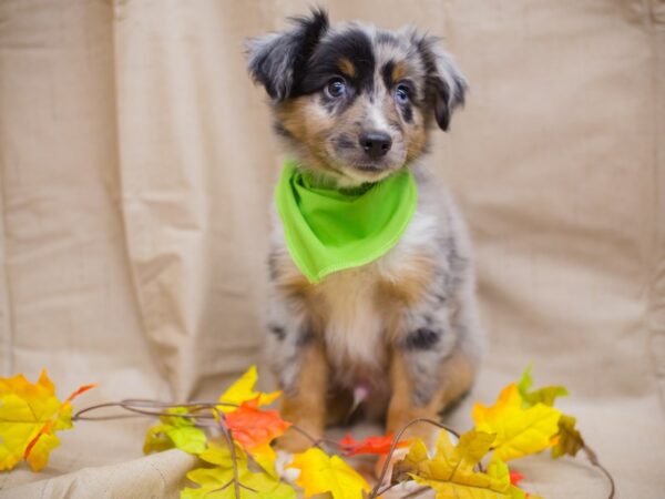 Miniature Australian Shepherd DOG Male Blue Merle 12978 Petland Wichita, Kansas