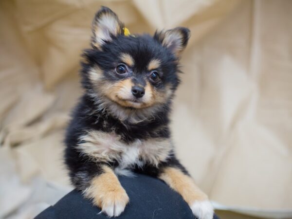 Chipom-DOG-Female-Black and Tan-12974-Petland Wichita, Kansas