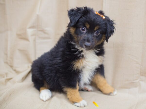 Miniature Australian Shepherd DOG Female Black Tri 12982 Petland Wichita, Kansas