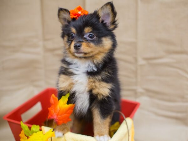 Chipom DOG Female Black nad Tan 12975 Petland Wichita, Kansas