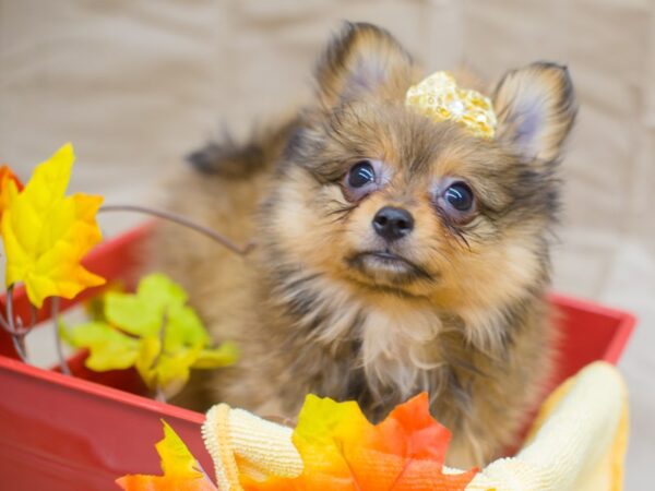 Chipom DOG Female Sable 12973 Petland Wichita, Kansas