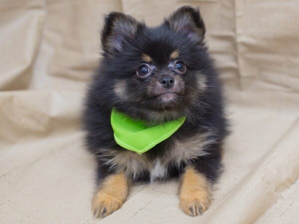 Chipom DOG Male Black and Tan 12972 Petland Wichita, Kansas