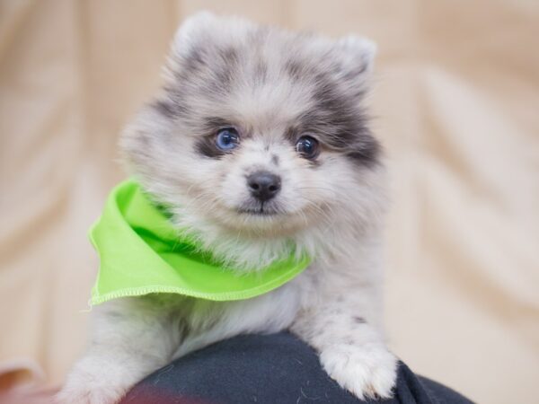 Pomeranian DOG Male Blue Merle 12971 Petland Wichita, Kansas