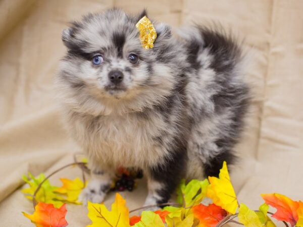 Pomeranian DOG Female Blue Merle 12970 Petland Wichita, Kansas