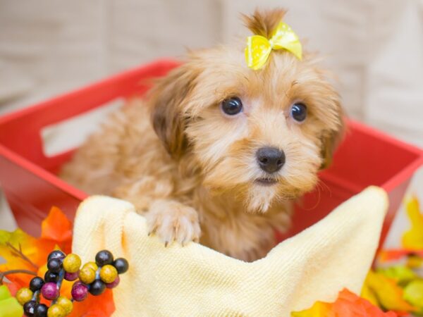 Yorkiepoo DOG Female Tan 12969 Petland Wichita, Kansas