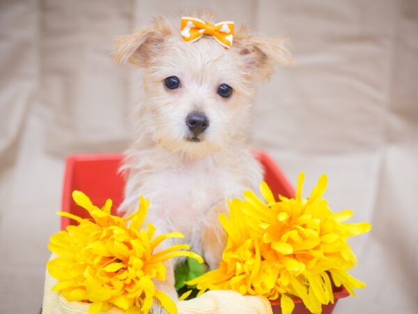 Yorkiepoo DOG Female Red 12968 Petland Wichita, Kansas