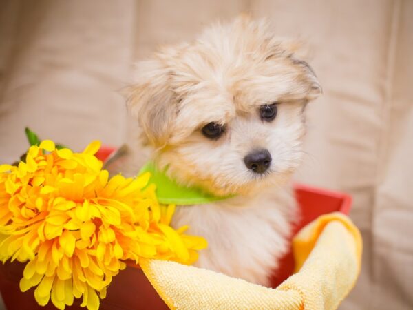 Toy Maltipom DOG Male Gold 12967 Petland Wichita, Kansas