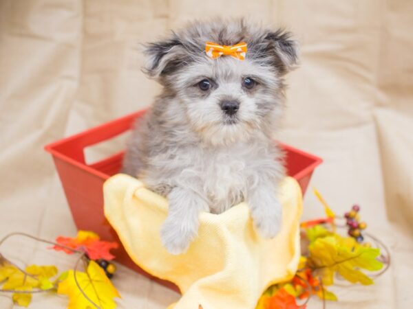 Toy Maltipom DOG Female Blue Merle 12966 Petland Wichita, Kansas