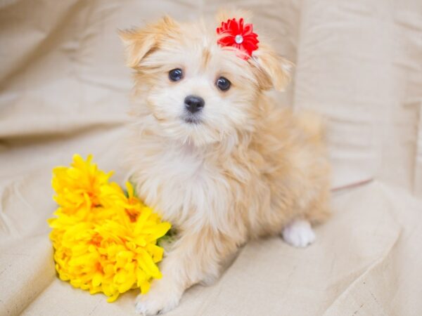 Toy Maltipom DOG Female Sable 12965 Petland Wichita, Kansas