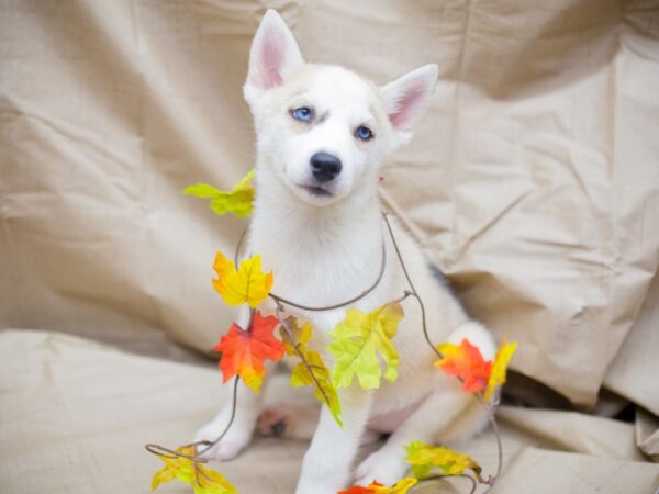 Siberian Husky DOG Female Cream and White 12964 Petland Wichita, Kansas