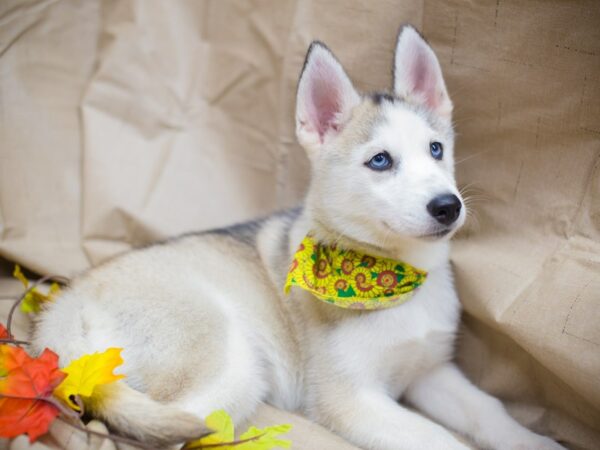 Siberian Husky DOG Female Grey and White 12963 Petland Wichita, Kansas