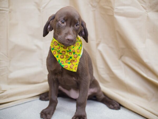 Labrador Retriever DOG Female Chocolate 12962 Petland Wichita, Kansas