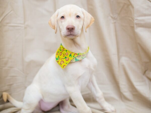 Labrador Retriever DOG Female Yellow 12961 Petland Wichita, Kansas