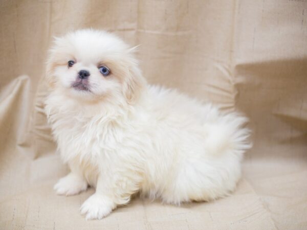 Pekingese-DOG-Female-White and Cream-12960-Petland Wichita, Kansas