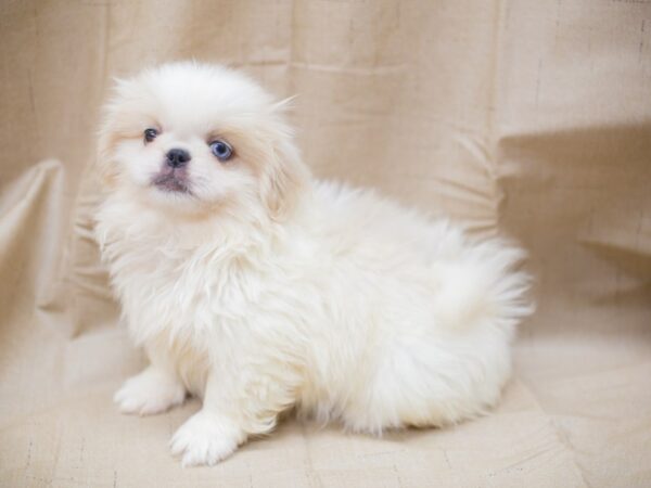 Pekingese DOG Female White and Cream 12960 Petland Wichita, Kansas