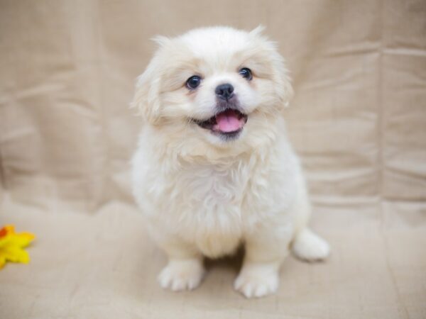 Pekingese-DOG-Female-White and Cream-12959-Petland Wichita, Kansas