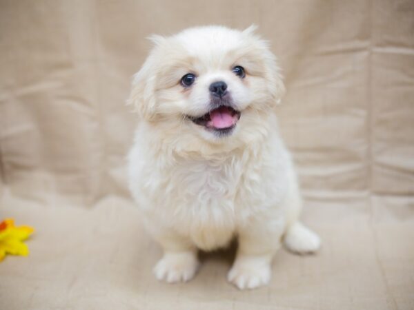 Pekingese DOG Female White and Cream 12959 Petland Wichita, Kansas