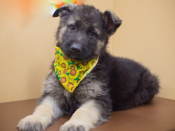 German Shepherd Dog DOG Female Black and Tan 12958 Petland Wichita, Kansas