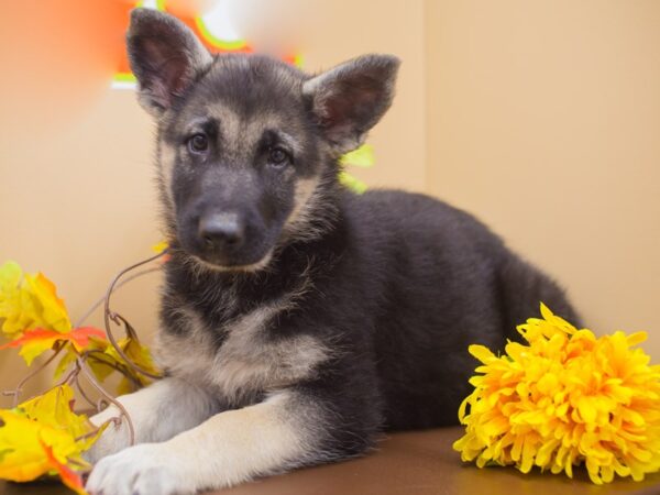 German Shepherd Dog DOG Female Black and Tan 12957 Petland Wichita, Kansas