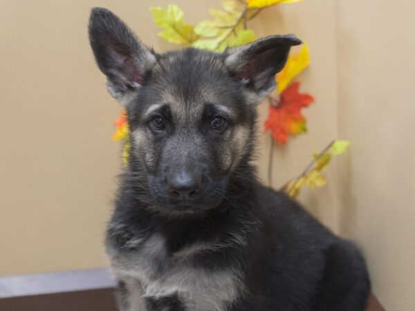 German Shepherd Dog DOG Male Black and Tan 12956 Petland Wichita, Kansas