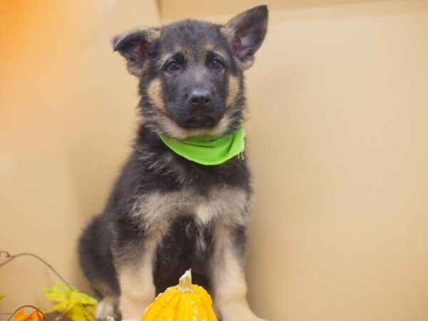 German Shepherd Dog DOG Male Black and Tan 12955 Petland Wichita, Kansas