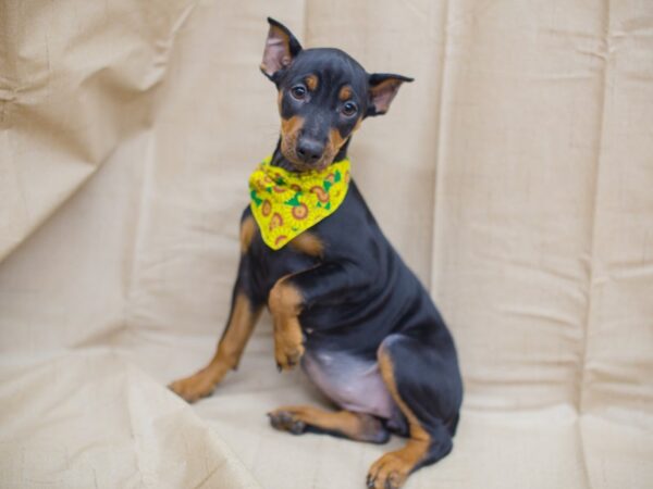 Miniature Pinscher-DOG-Female-Black and Tan-12954-Petland Wichita, Kansas