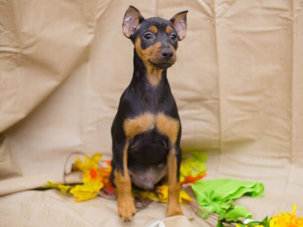 Miniature Pinscher DOG Female Black and Tan 12953 Petland Wichita, Kansas