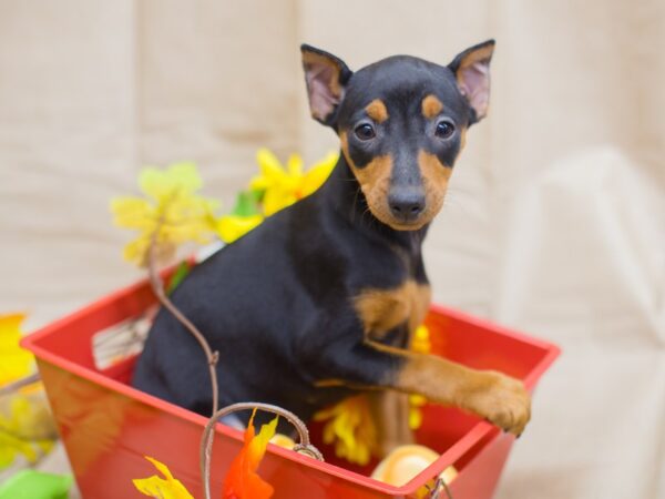 Miniature Pinscher DOG Female Black and Tan 12952 Petland Wichita, Kansas