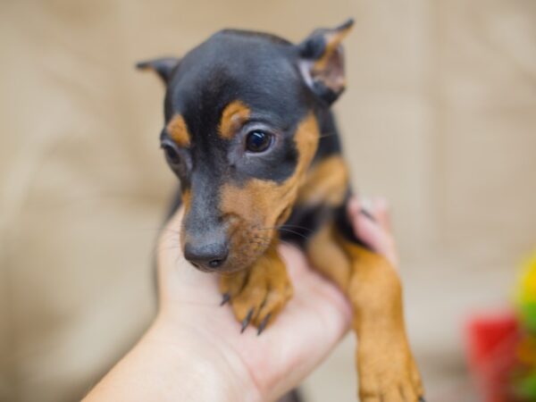 Miniature Pinscher DOG Female Black and Tan 12951 Petland Wichita, Kansas