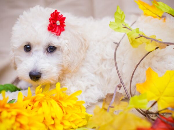 Miniature Poodle-DOG-Male-Cream-12948-Petland Wichita, Kansas