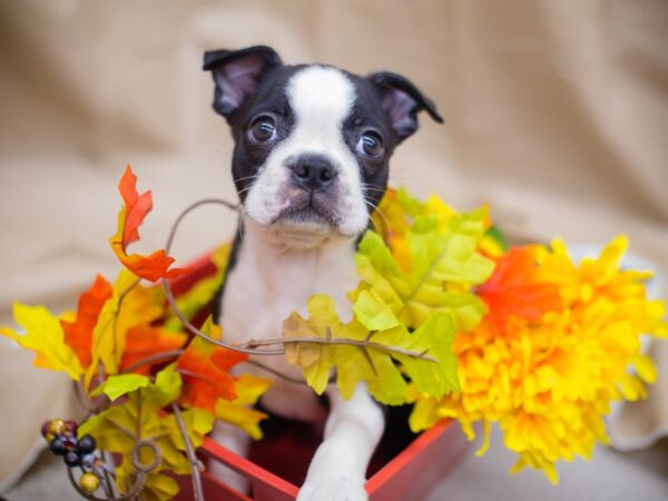 Boston Terrier DOG Male Black and White 12946 Petland Wichita, Kansas