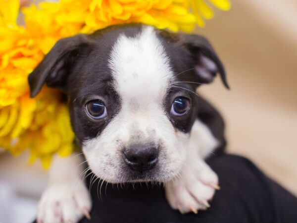 Boston Terrier DOG Male Black and White 12947 Petland Wichita, Kansas