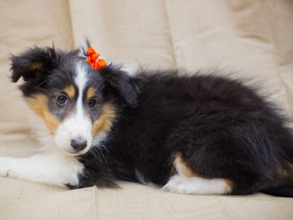 Shetland Sheepdog DOG Female Black and White 12945 Petland Wichita, Kansas