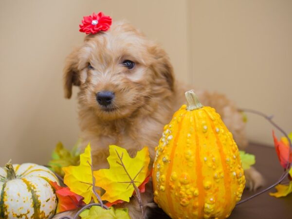 Miniature Goldendoodle DOG Female Golden 12942 Petland Wichita, Kansas