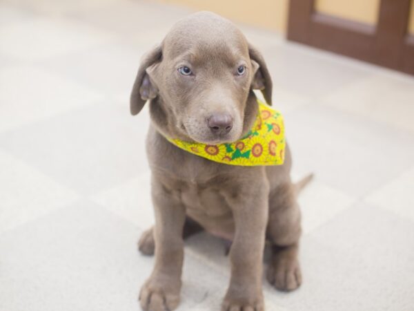 Labrador Retriever-DOG-Female-Silver-12938-Petland Wichita, Kansas