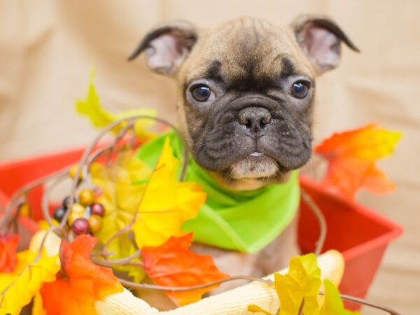 French Bulldog-DOG-Male-Sable with Black Mask-12976-Petland Wichita, Kansas