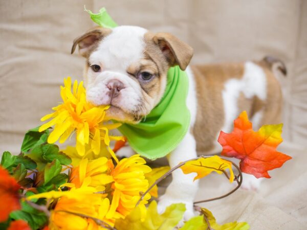 English Bulldog DOG Male White and Chocolate 12940 Petland Wichita, Kansas