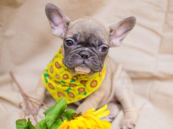 French Bulldog-DOG-Female-Sable with Black Mask-12977-Petland Wichita, Kansas